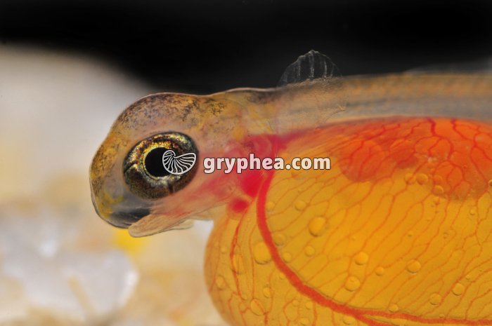 Truite - Détail de la tête et de la vésicule vitelline d'un alevin de truite - gryphea.com